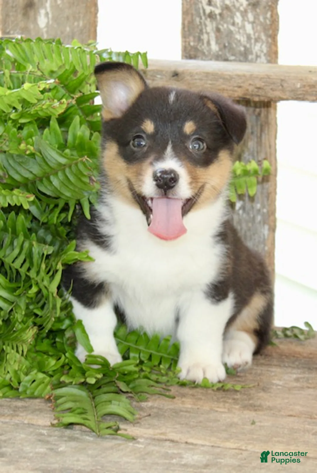Mixed Breed dogs for sale: Maxine - Ad 2