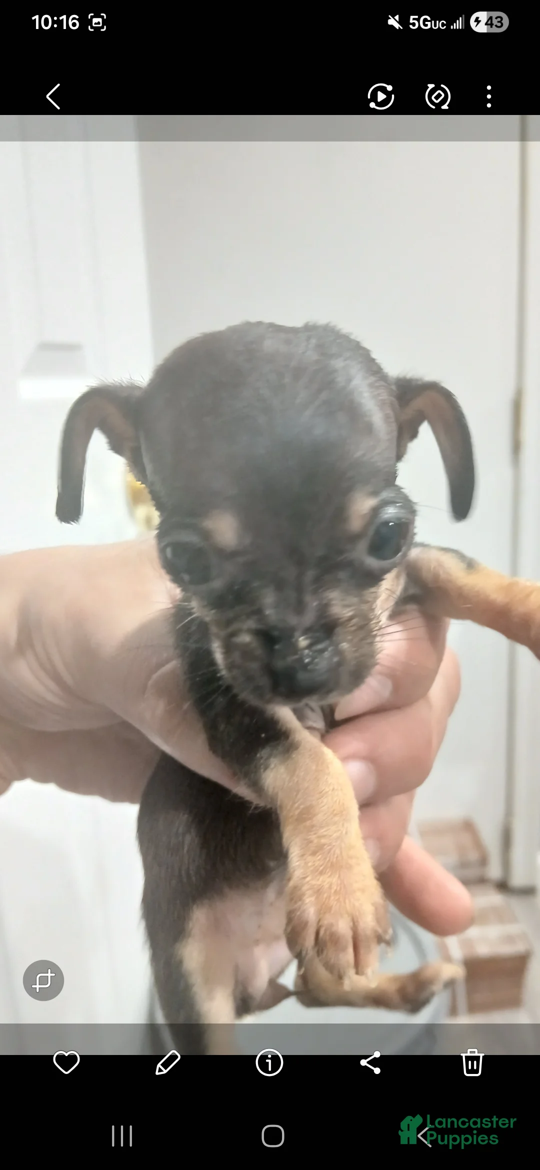 Chiweenie dogs for sale: Chiweenie Puppy 3 - Ad 3