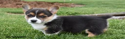 Welsh Corgi Pembroke dogs for sale: Rugar - Ad 2