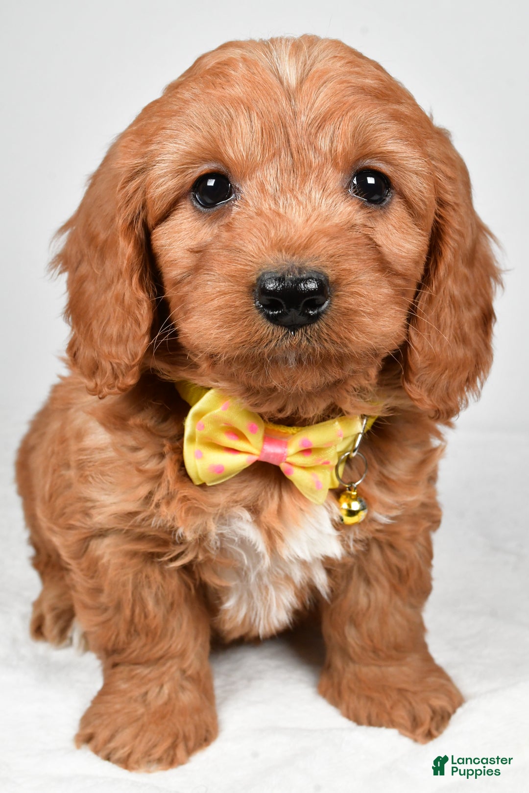 Mini Goldendoodle dogs for sale: Ripley f one b - Ad 8