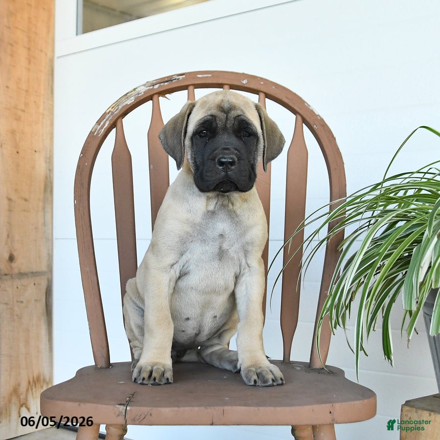 English Mastiff dogs Charity - Ad 2