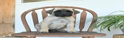 English Mastiff dogs for sale: Charity - Ad 2