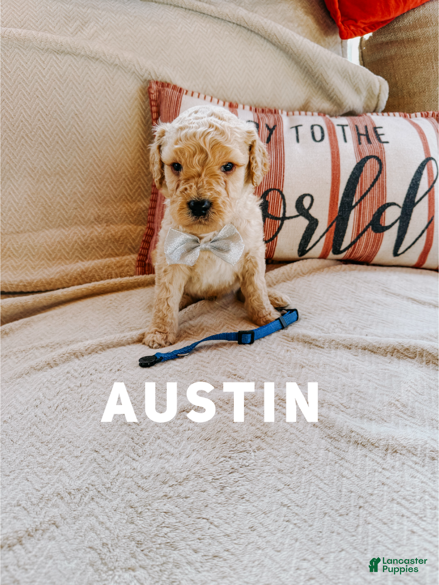 Goldendoodle dogs Austin - Ad 40