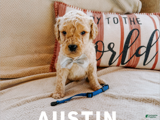 Goldendoodle dogs Austin - Ad 42