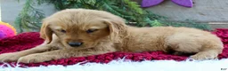 Golden Retriever dogs for sale: Amber - Ad 5