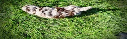 Havapoo dogs for sale: Bambi - Ad 8