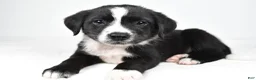 Mixed Breed dogs for sale: Misty - Ad 1