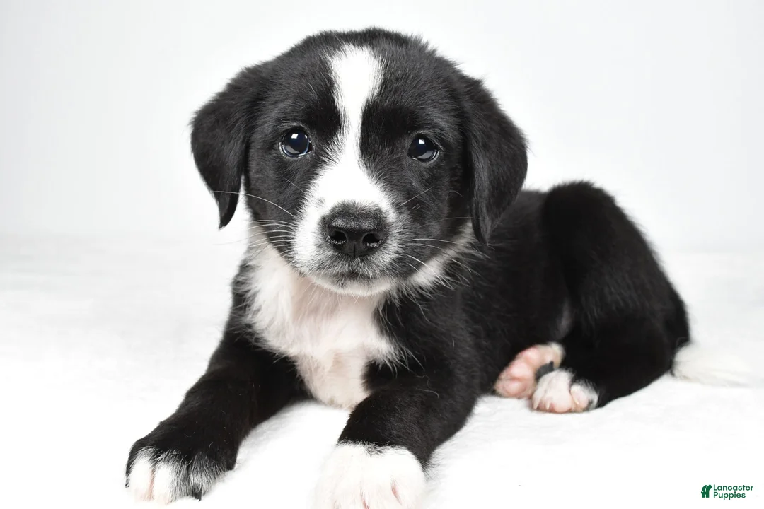 Mixed Breed dogs for sale: Misty - Ad 1