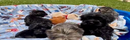 Shorkie dogs for sale: Shorkie 3 - Ad 12