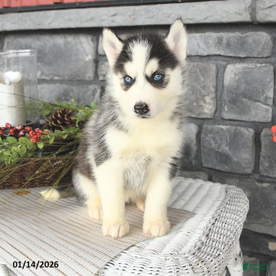 Siberian Husky dogs Gracie - Ad 2