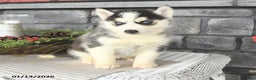 Siberian Husky dogs for sale: Gracie - Ad 2