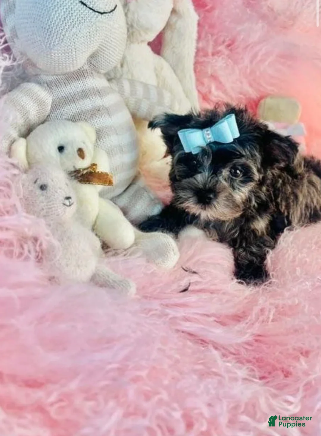 Yorkshire Terrier dogs for sale: Merle Yorkshire Terrier 1 - Ad 3