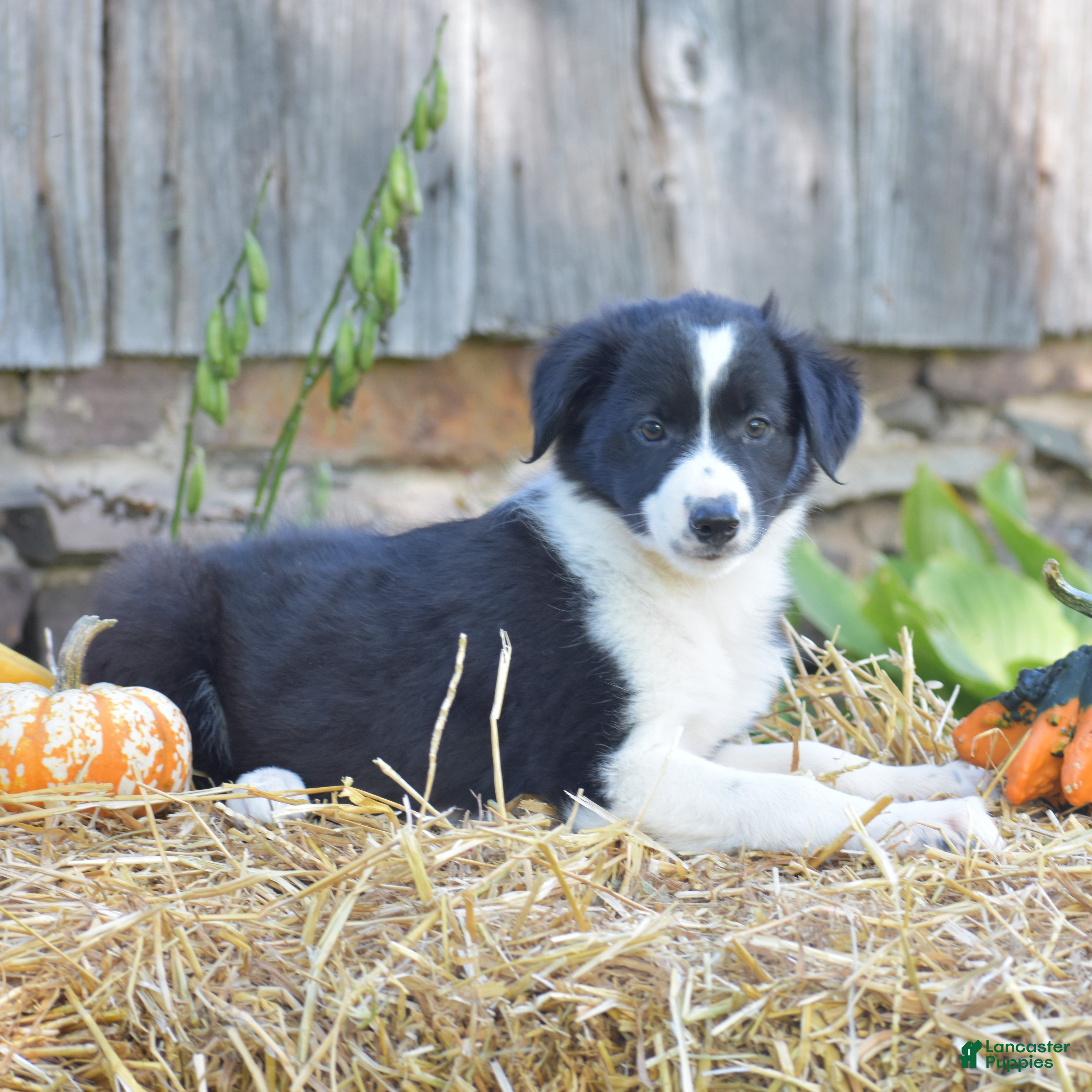 Border Collie dogs Teri - Ad 1