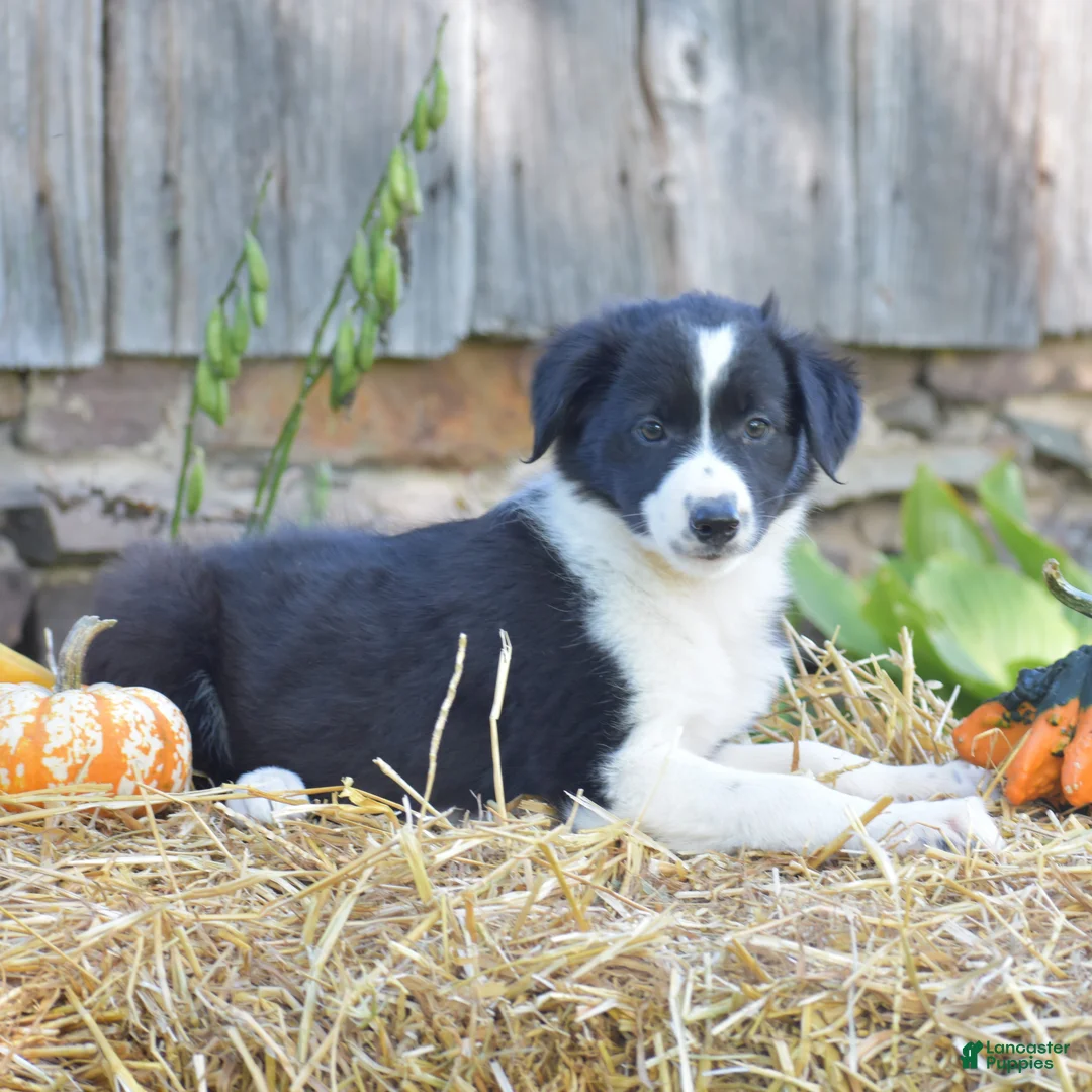 Border Collie dogs for sale: Teri - Ad 1