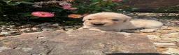 Golden Retriever dogs for sale: Ellie - Ad 4
