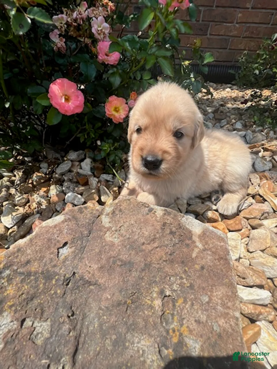 Golden Retriever dogs for sale: Ellie - Ad 4