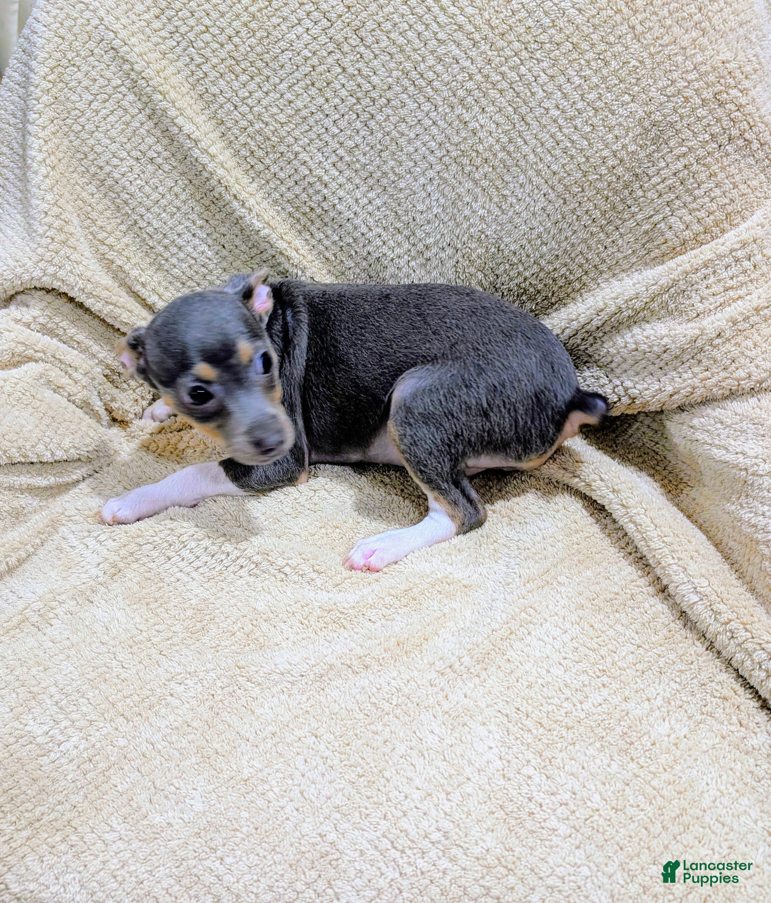 Rat Terrier dogs for sale: Annabelle - Mini Rat  - Ad 1