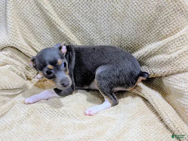 Rat Terrier dogs for sale: Annabelle - Mini Rat - Ad 1