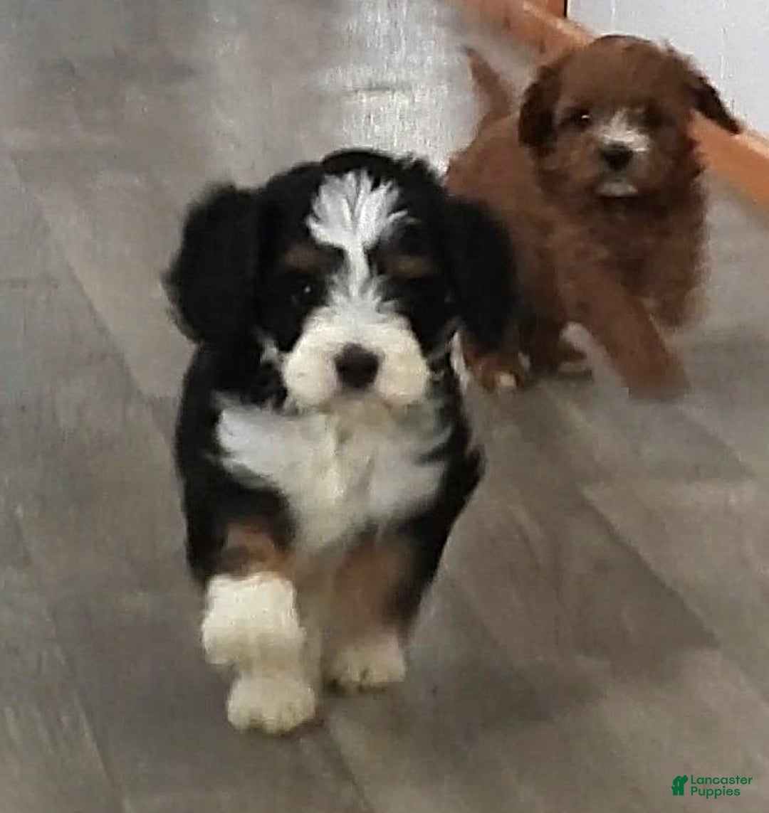 Cavapoo dogs for sale: Cavapoo Black/Tri Male #5 (Autumn's) - Ad 2