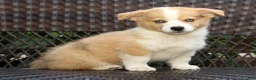 Welsh Corgi Pembroke dogs for sale: Forest - Ad 5