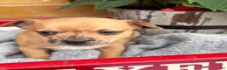 Chihuahua dogs for sale: Cocoa - Ad 9