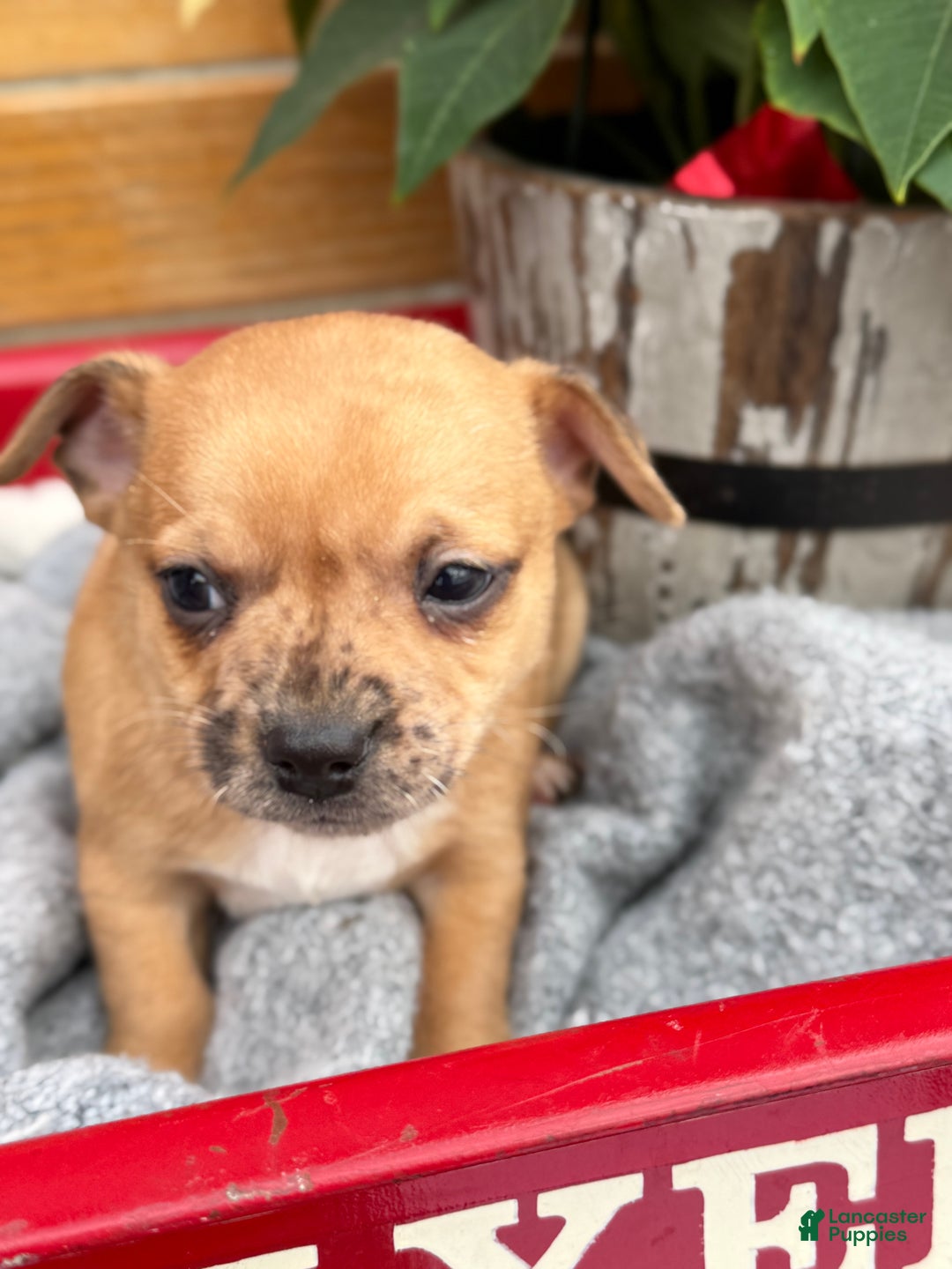 Chihuahua dogs for sale: Cocoa - Ad 9