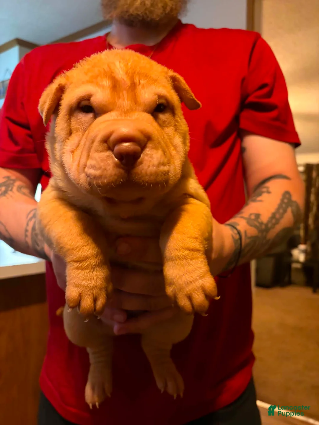 Shar Pei dogs for sale: Potato  - Ad 4