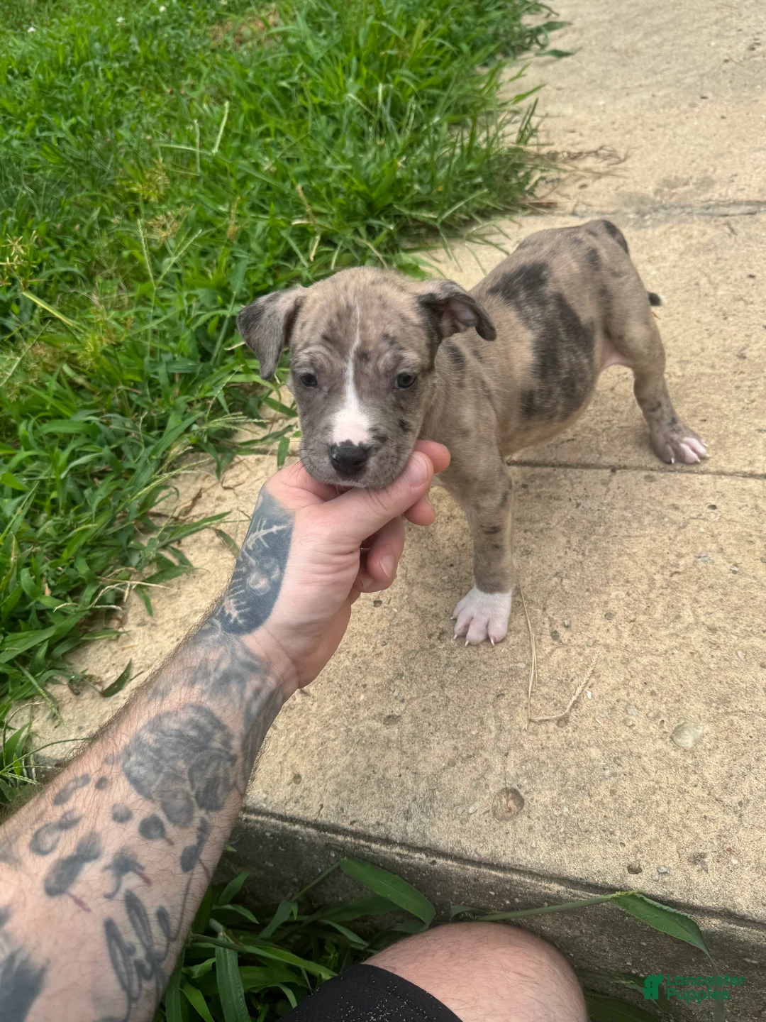 American Bully dogs for sale: Summer - Ad 2