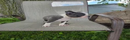 Boston Terrier dogs for sale: C.J. - Ad 6