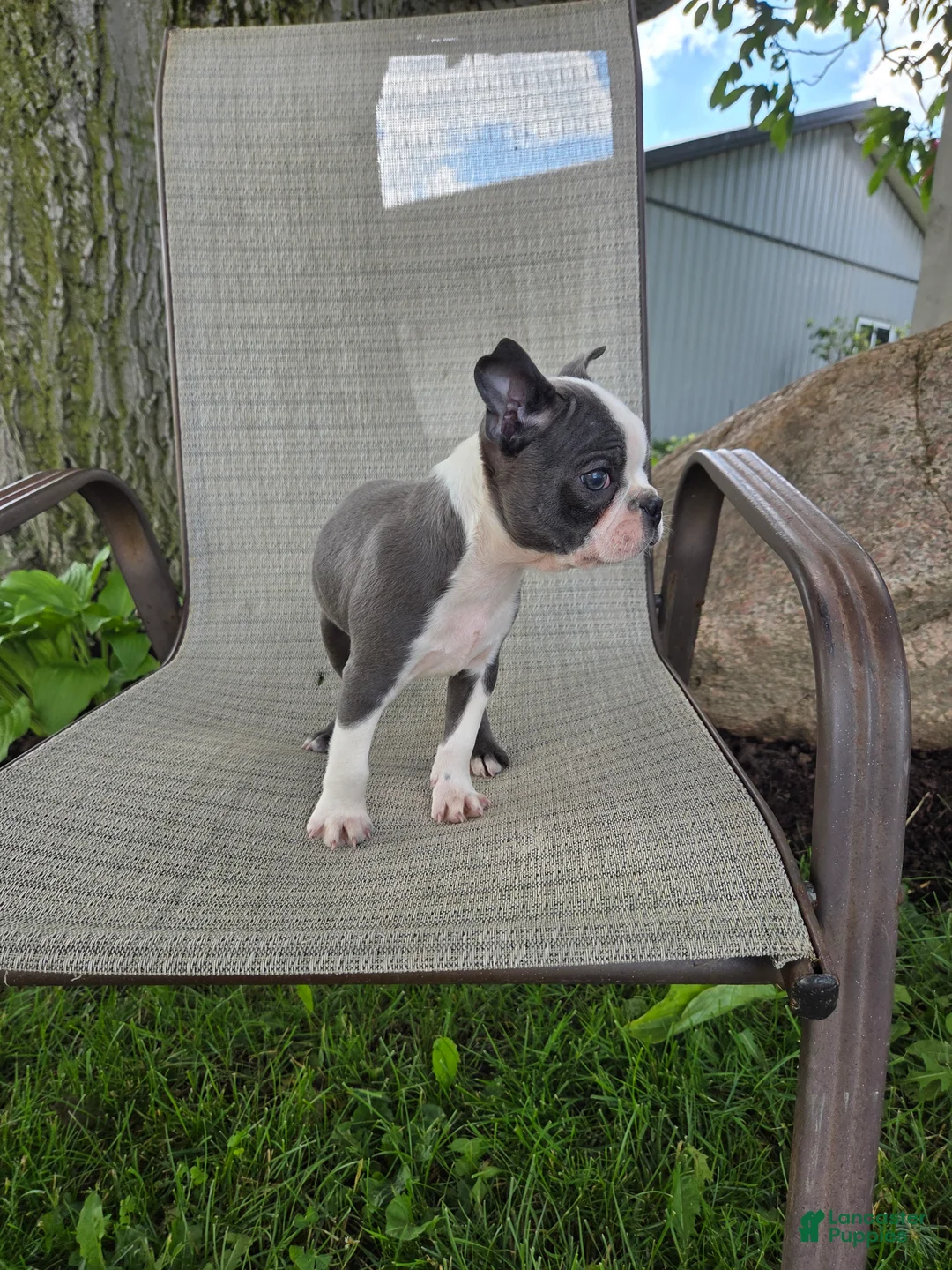 Boston Terrier dogs for sale: C.J. - Ad 6