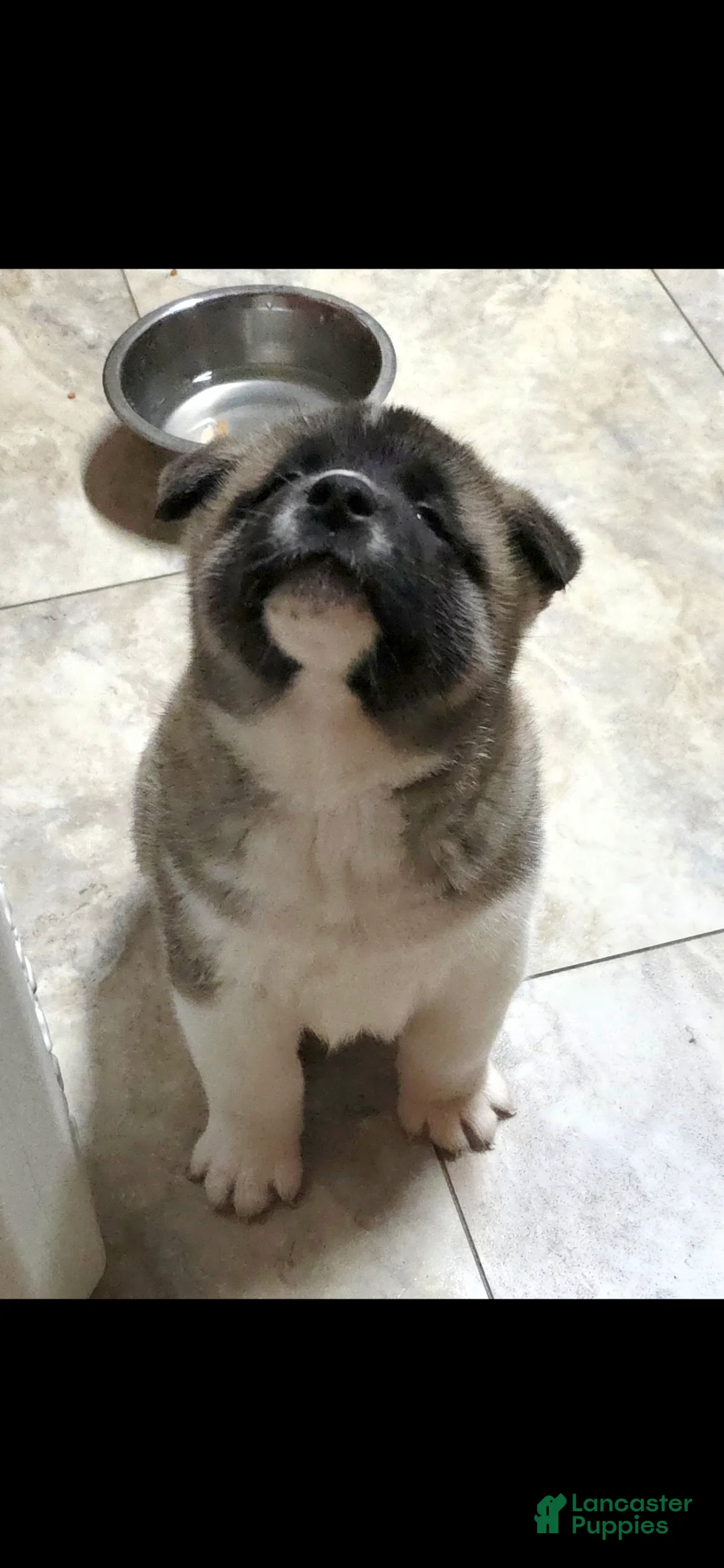 Akita dogs for sale: AKC Chance - Ad 15