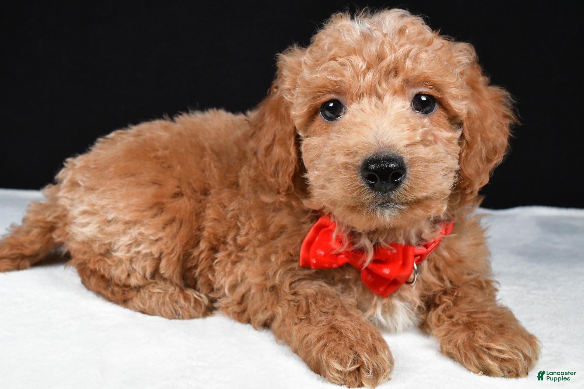 Mini Goldendoodle dogs Sparky F1B - Ad 2