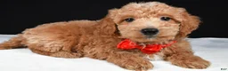 Mini Goldendoodle dogs for sale: Sparky F1B - Ad 2