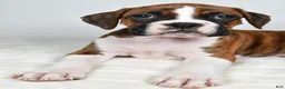 Boxer dogs for sale: Dinah - Ad 5