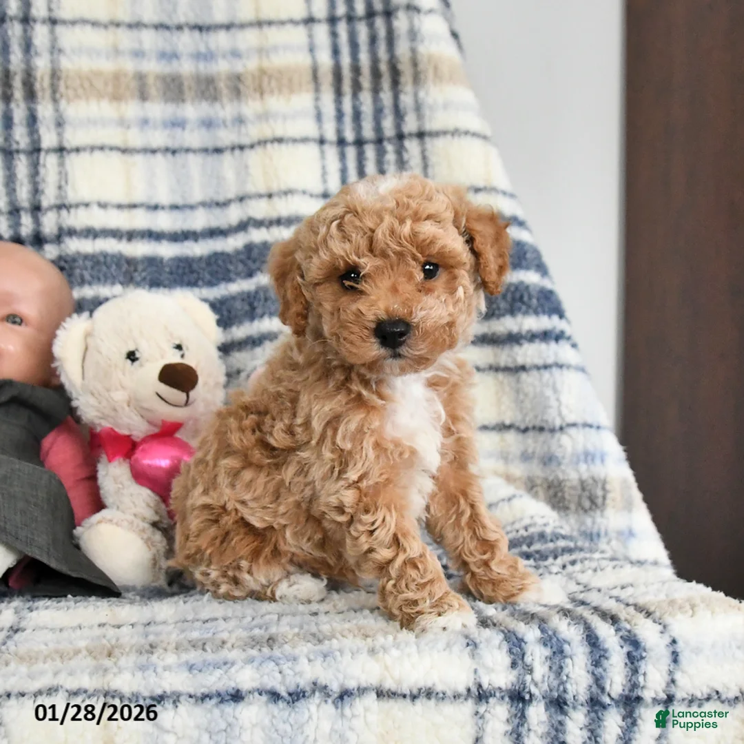 Havapoo dogs for sale: Tigger - Ad 4