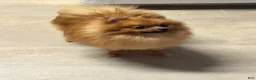Pomeranian dogs for sale: Pomeranian Puppy 1 - Ad 2