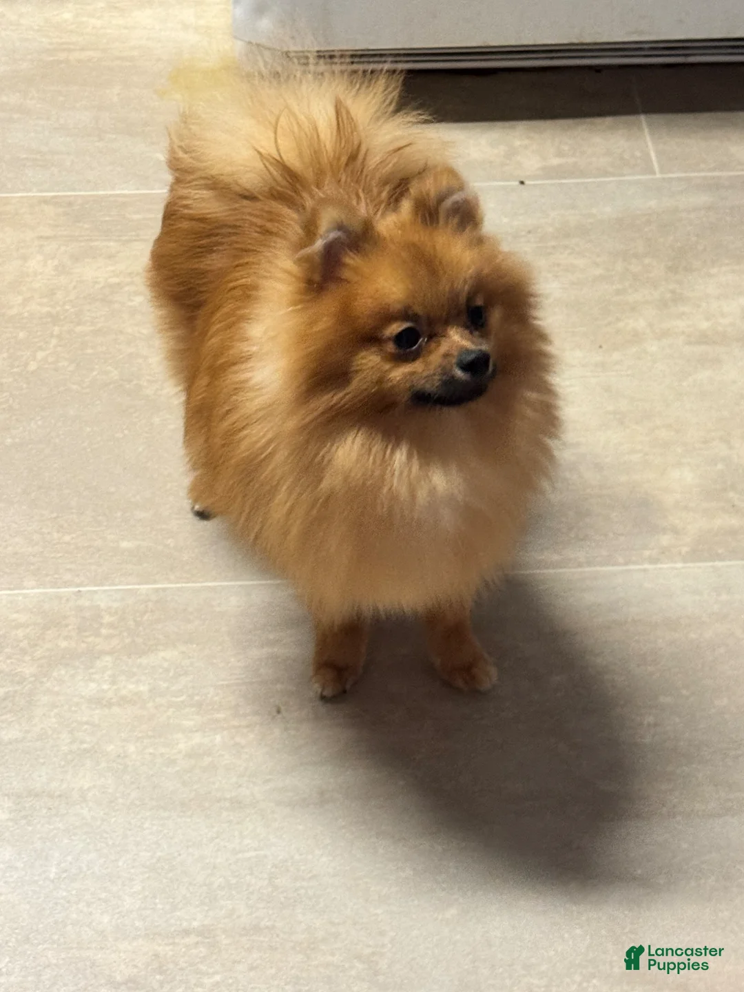 Pomeranian dogs for sale: Pomeranian Puppy 1 - Ad 2