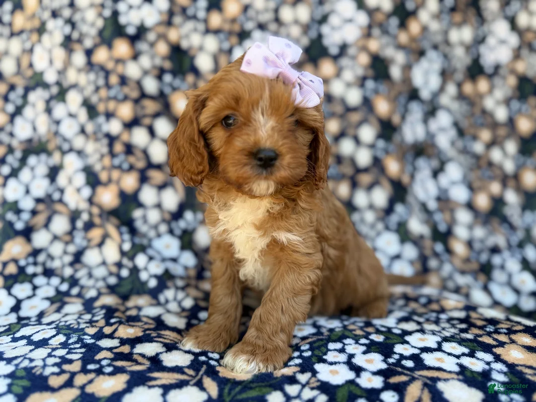 Cavapoo dogs for sale: Nessa - Ad 1