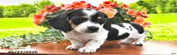 Miniature Dachshund dogs for sale: Dax - Ad 1