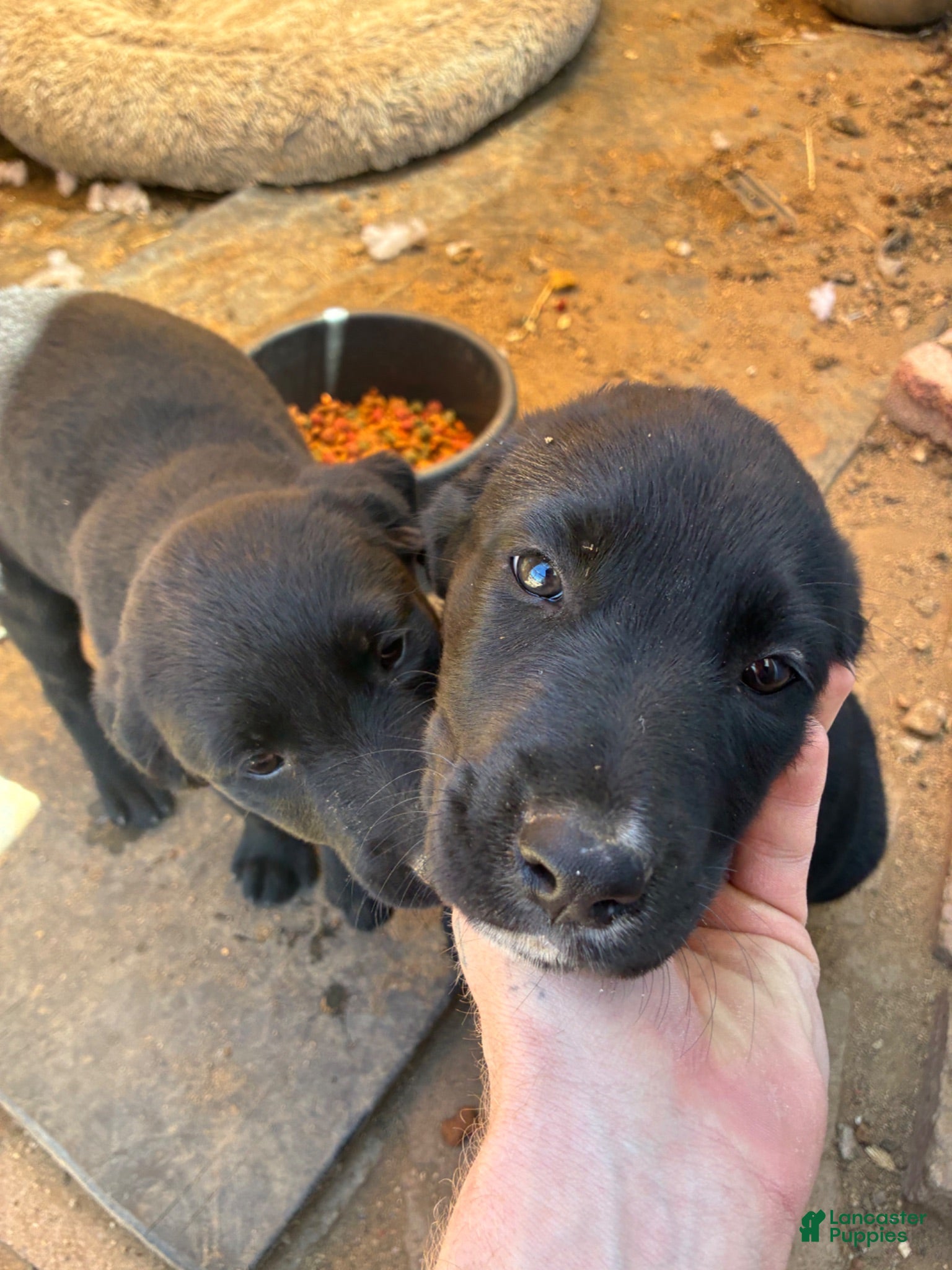 Labrador Retriever dogs Labrador Retriever 1 - Ad 16