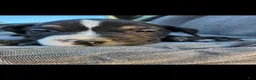 Mixed Breed dogs for sale: Mixed Breed 2 - Ad 5