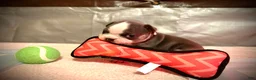 Frenchton dogs for sale: Scout - Ad 3