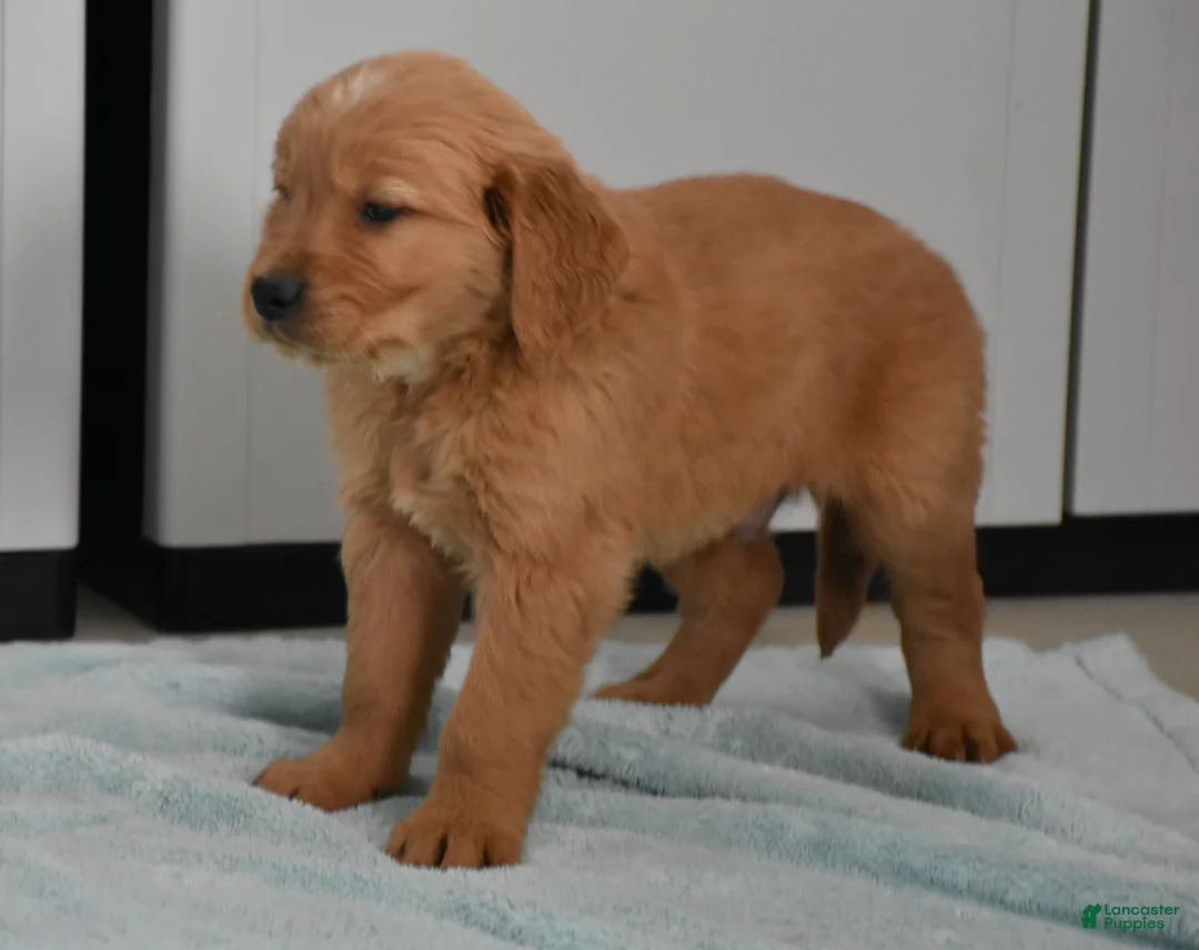 Golden Retriever dogs for sale: Sawyer   Genetic/OFA  - Ad 9