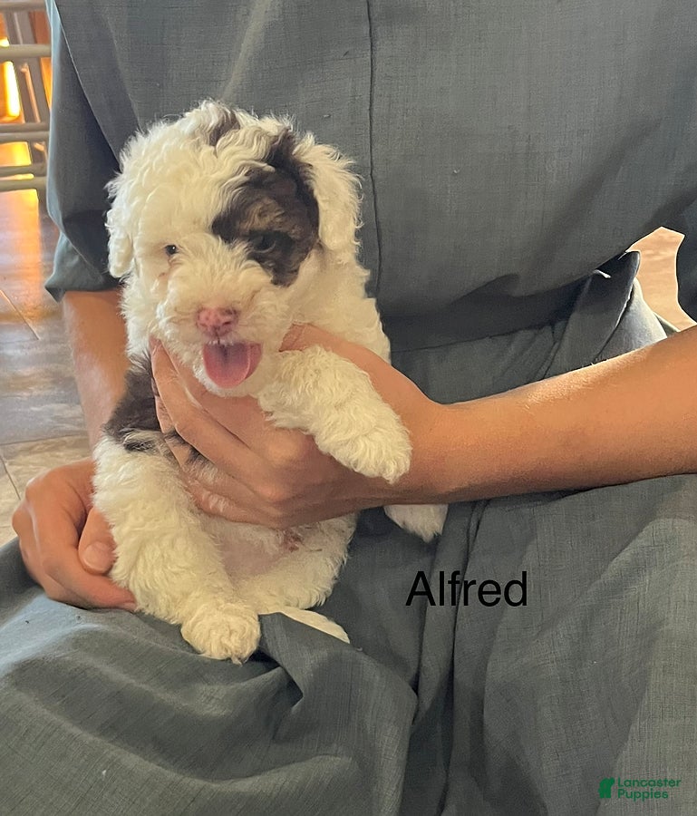Mini Aussiedoodle dogs for sale: Alfred - Ad 41