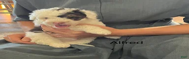 Alfred