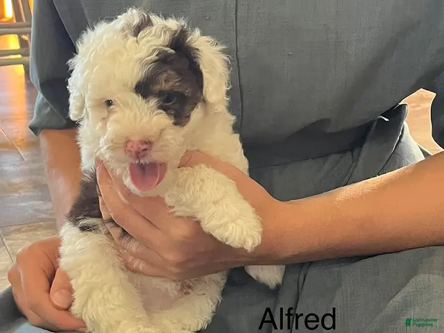 Mini Aussiedoodle dogs for sale: Alfred - Ad 41