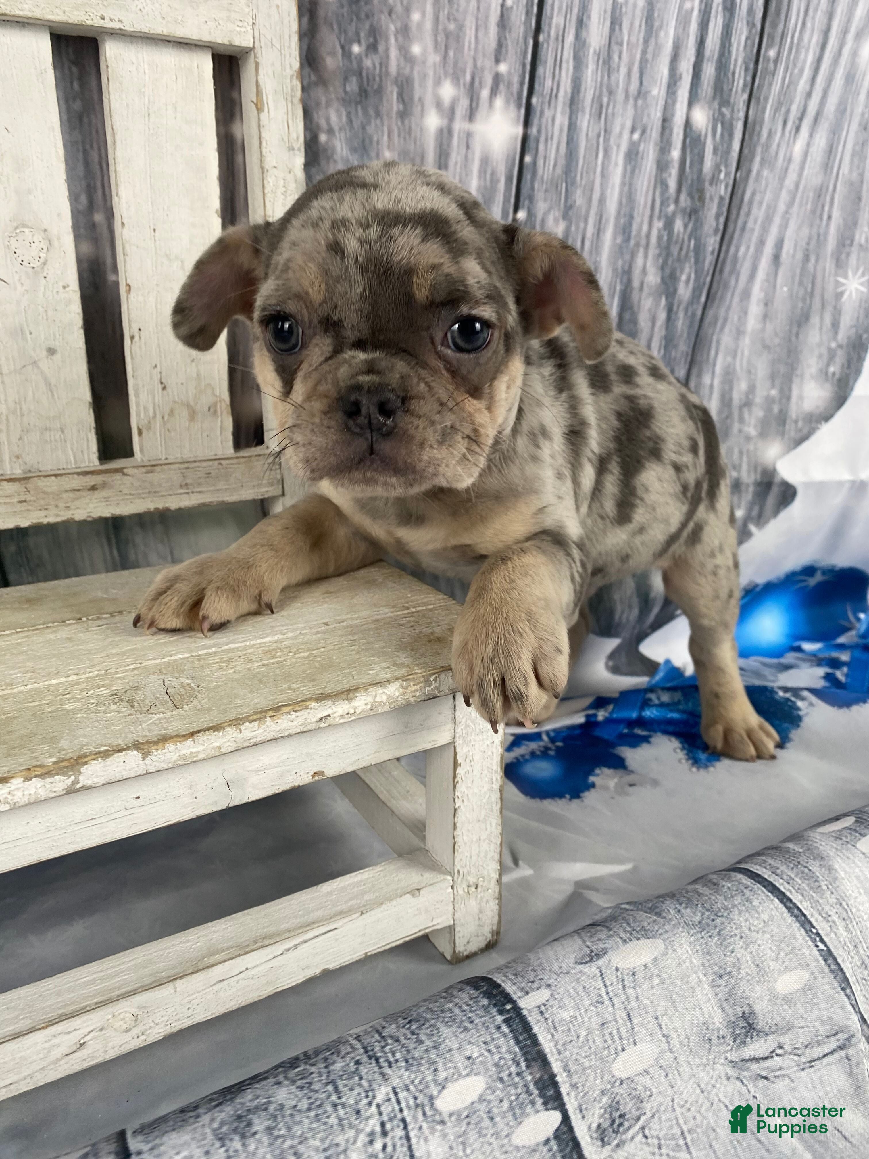 Mixed Breed dogs Buddy - Ad 21