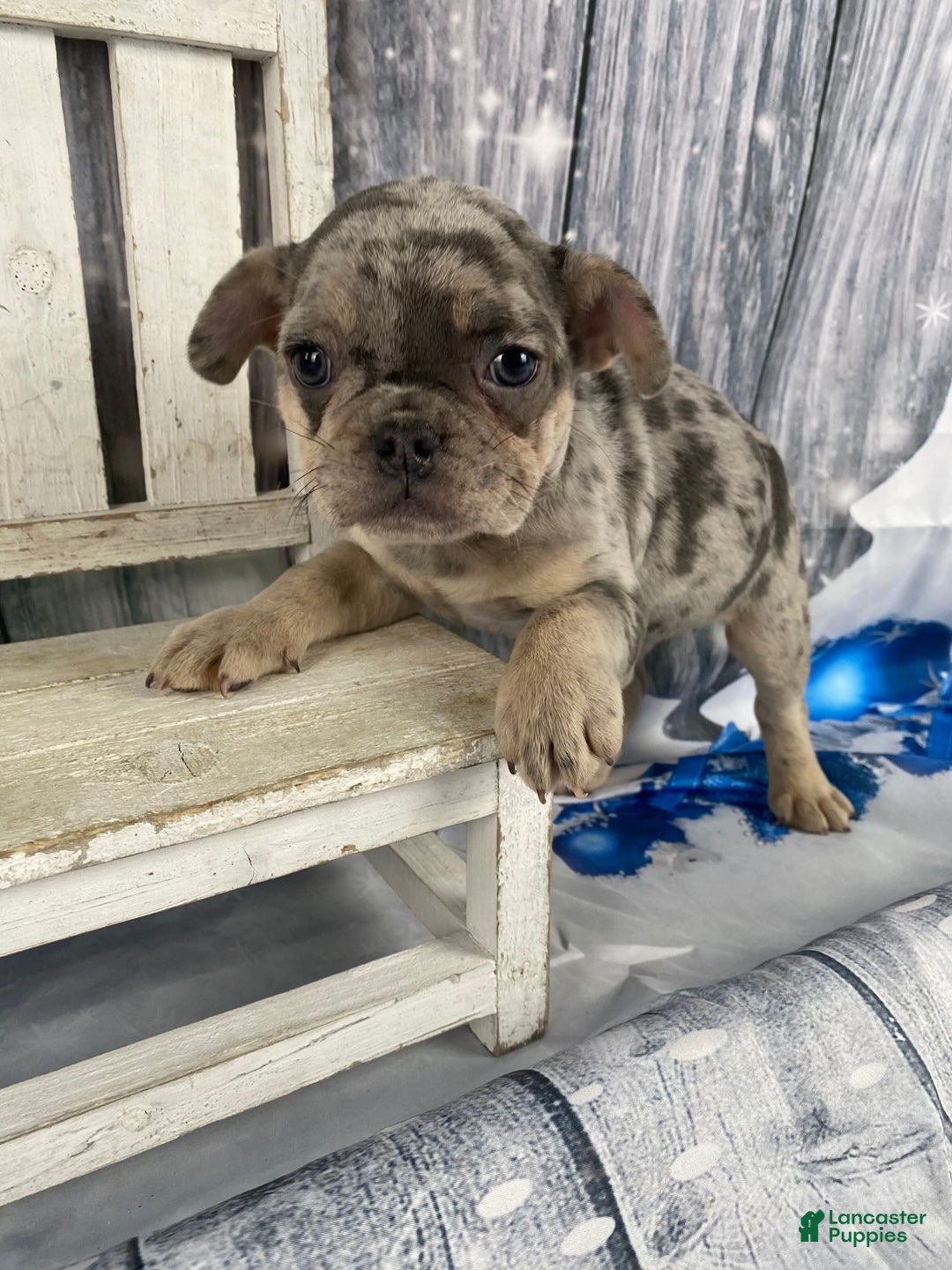 Mixed Breed dogs for sale: Buddy - Ad 1