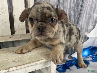 Mixed Breed dogs Buddy - Ad 4