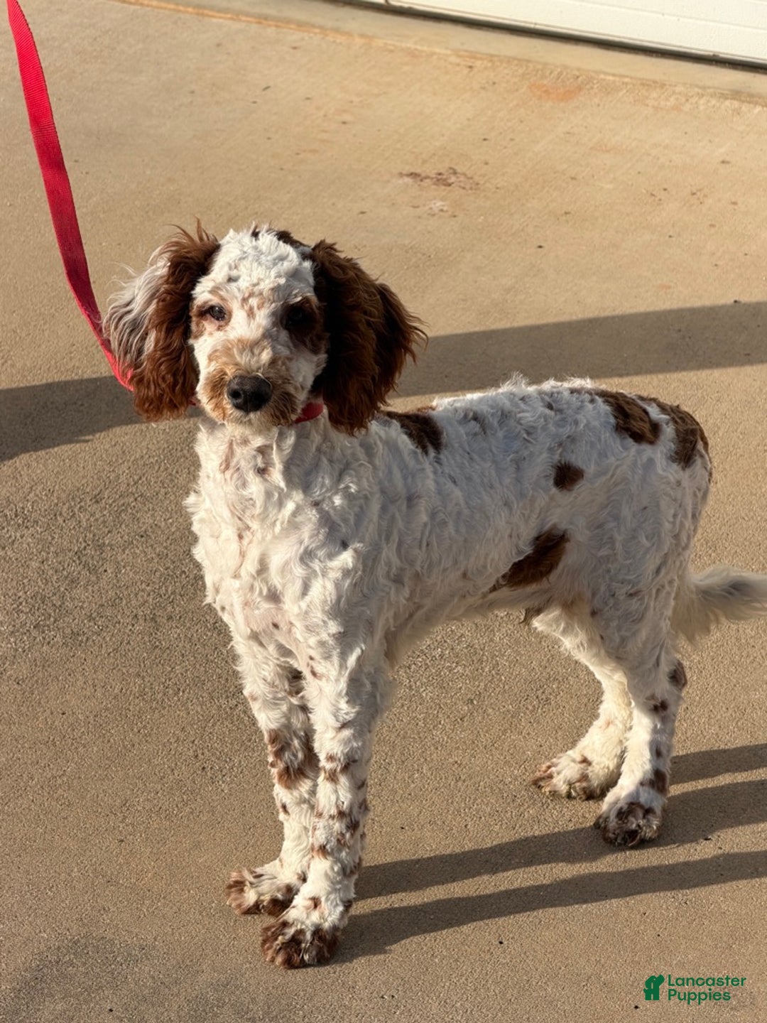 Mini Goldendoodle dogs for sale: Buster - Ad 1